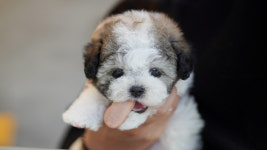 강아지분양 더펫