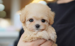 강아지분양 더펫