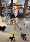 아롱이다롱이