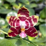 농업회사법인 하이시티팜