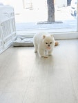 뽀송하댕