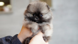 강아지분양 더펫