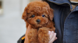 강아지분양 더펫