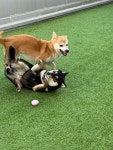 헬로우버디 애견유치원 애견호텔 용인죽전점