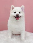 아드망