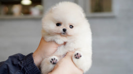 강아지분양 더펫