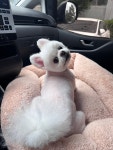 펫살롱JJ