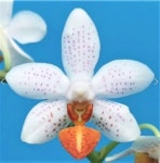 농업회사법인 하이시티팜