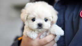 강아지분양 더펫