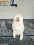 도그테일러