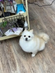 깨비애견미용