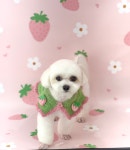 다올펫애견미용실