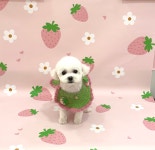 다올펫애견미용실
