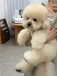 수그루밍