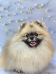 즐거운그루밍