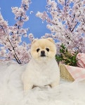 멍보드레