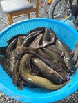 나루터민물식당