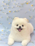 즐거운그루밍