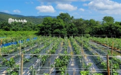 천곡무화과농장