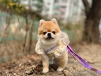 도그앤데이 애견유치원 애견호텔