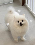 몽몽
