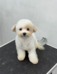 멍살롱