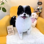 냥이댕이