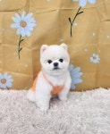 한스펫살롱