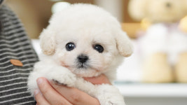 강아지분양 더펫