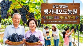 맹가네포도농원