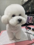 미묘하개