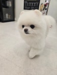 미묘하개