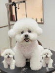댕디샵