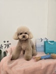 미묘하개