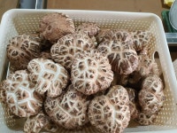 가온들찬 표고버섯 농장