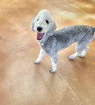 퍼피야놀자 수원본점