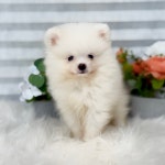 광주 강아지분양 고양이분양 어반펫 광주본점