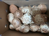 가온들찬 표고버섯 농장