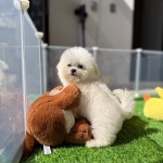 광주 강아지분양 고양이분양 어반펫 광주본점