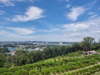 하늘수목장