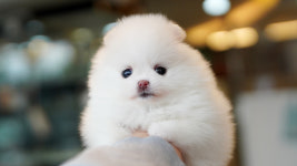 강아지분양 더펫