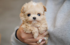 강아지분양 더펫