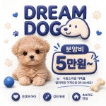 드림독 강아지분양 안심분양센터 부천점