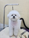 몽몽