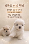 청주 강아지 분양 리몽드 퍼피 켄넬
