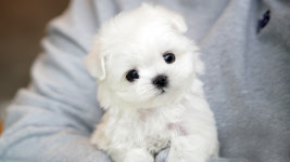 강아지분양 더펫