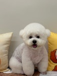 몽쁘띠 슈