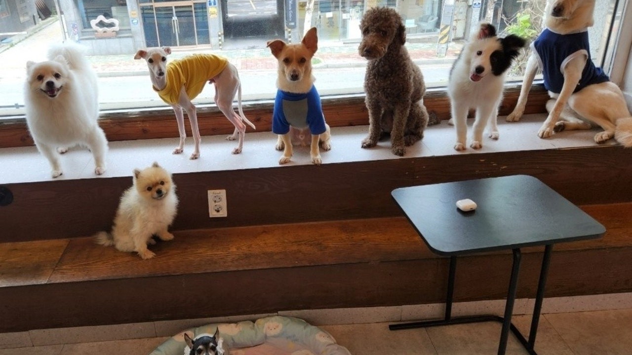 지금여기서행복하개