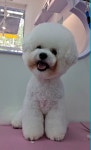 라라 펫살롱