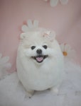 메리마리 애견미용실